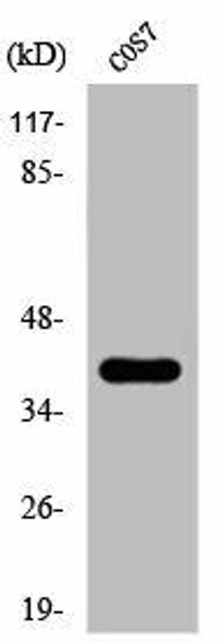 Phospho-CRKL (Y207) Antibody (PACO00324)