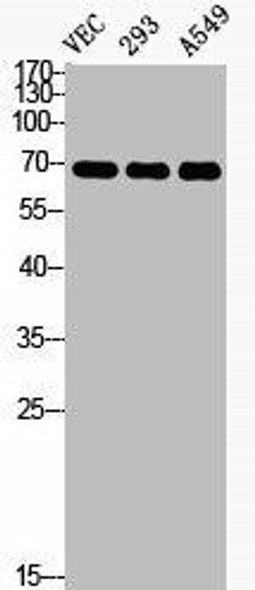 Phospho-CDC25B (S323) Antibody (PACO06105)