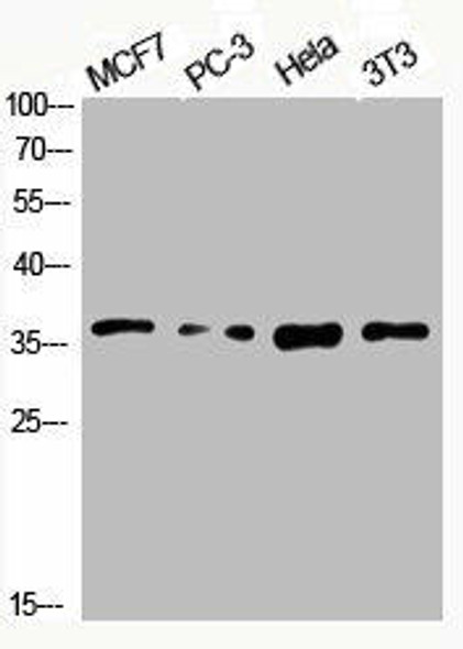 Phospho-CREB1 (S133) Antibody (PACO06111)