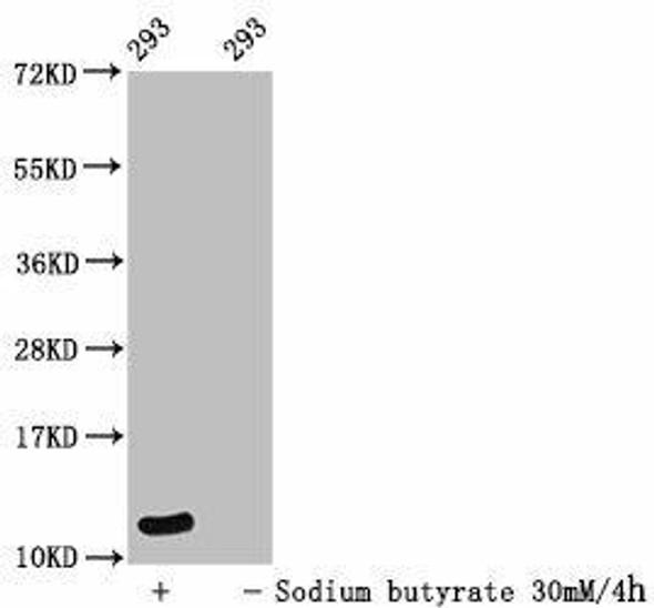 Formyl-HIST1H4A (K12) Antibody (PACO58661)