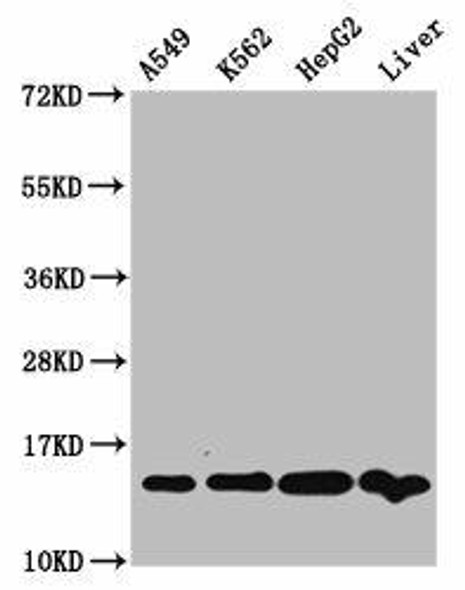 HIST1H2AG (Ab-74) Antibody (PACO60580)