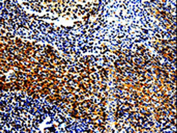 TLR7 Antibody (PACO13901)