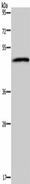 HTR2B Antibody (PACO13995)