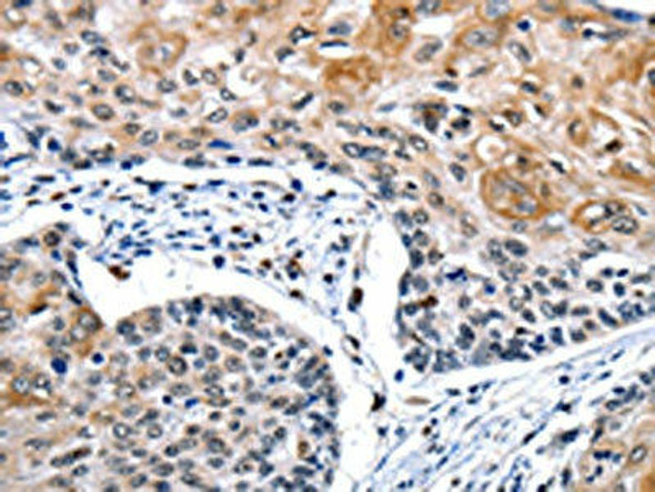 CEBPG Antibody (PACO14238)