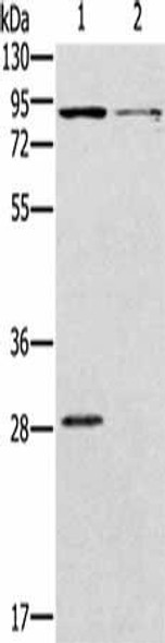 CNGA3 Antibody (PACO14267)