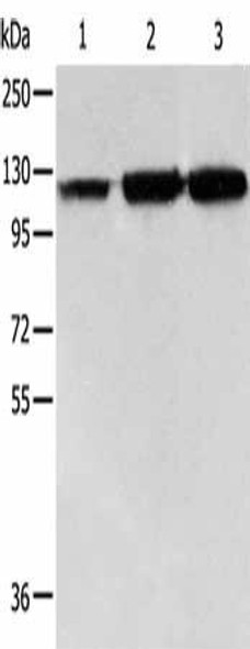 HSPH1 Antibody (PACO14542)