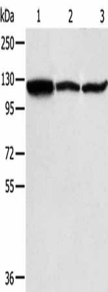 HSPH1 Antibody (PACO14543)
