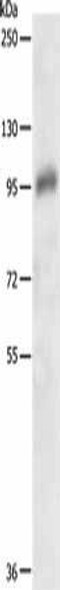 PDGFRB Antibody (PACO14861)