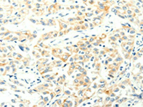 SPAG5 Antibody (PACO15030)