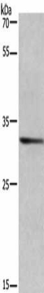 AREG Antibody (PACO15427)