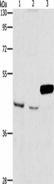 ARMCX3 Antibody (PACO15531)