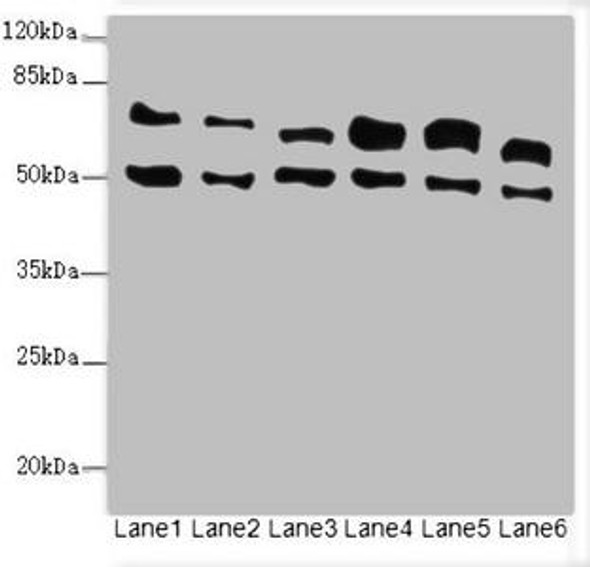 ELF2 Antibody (PACO44629)