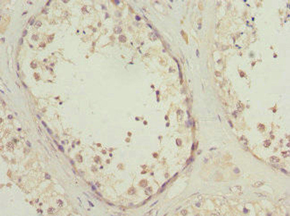 PIK3R3 Antibody (PACO44782)