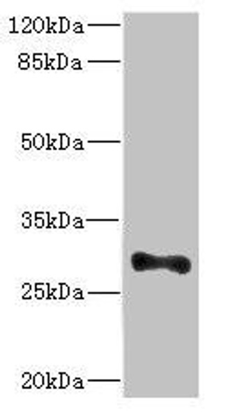 ICAM4 Antibody (PACO44830)