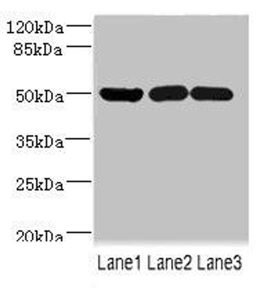 IFRD1 Antibody (PACO44832)