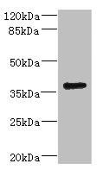 VSX1 Antibody (PACO45518)