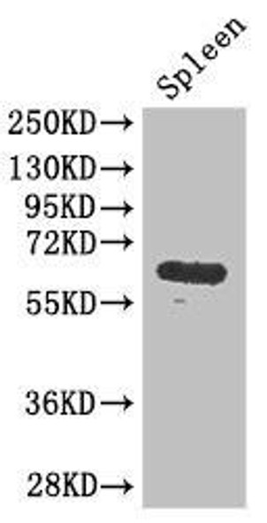 GK Antibody (PACO46430)