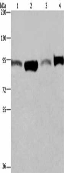 ELAC2 Antibody (PACO16249)