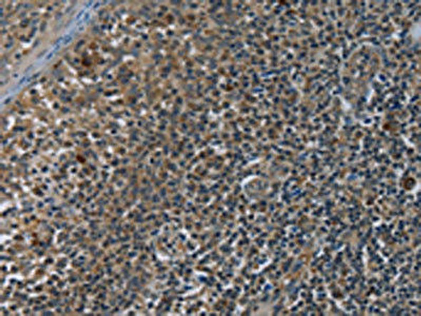 GYPC Antibody (PACO16436)