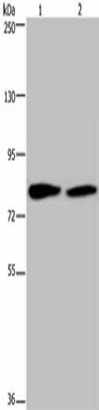 TXLNA Antibody (PACO16534)
