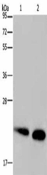 NDUFS4 Antibody (PACO16762)