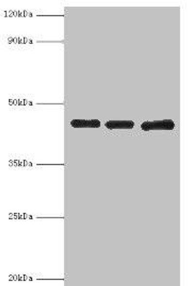 PVR Antibody (PACO43566)