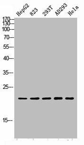 PGLYRP1 Antibody (PACO07234)