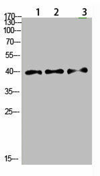 TPM1 Antibody (PACO07444)