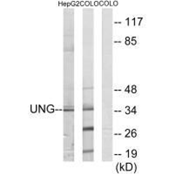 UNG Antibody (PACO21730)