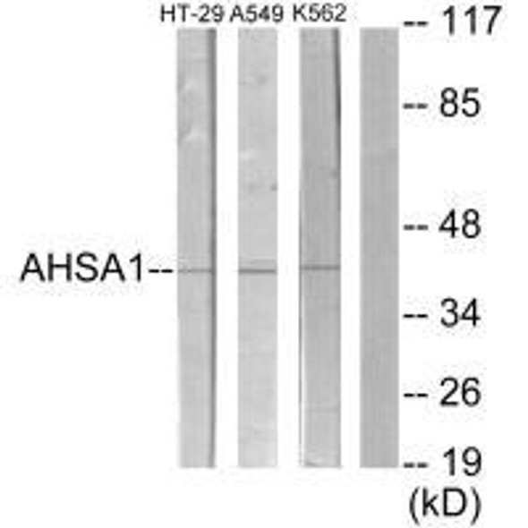 AHSA1 Antibody (PACO22011)