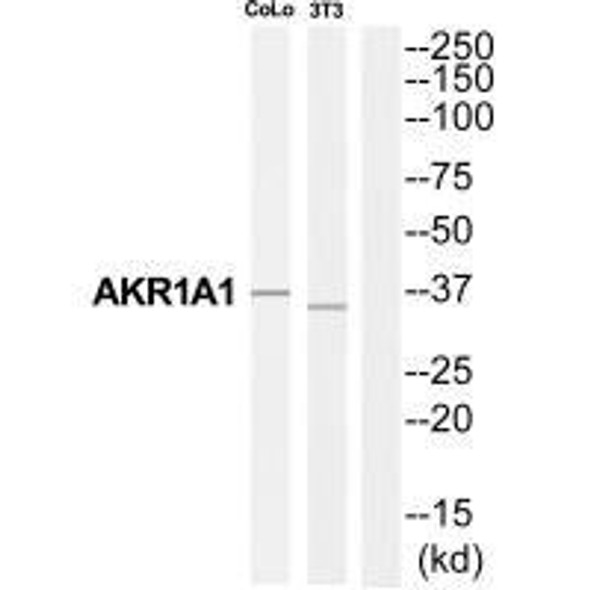 AKR1A1 Antibody (PACO22130)