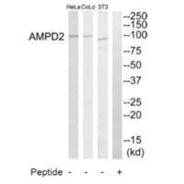 AMPD2 Antibody (PACO22139)