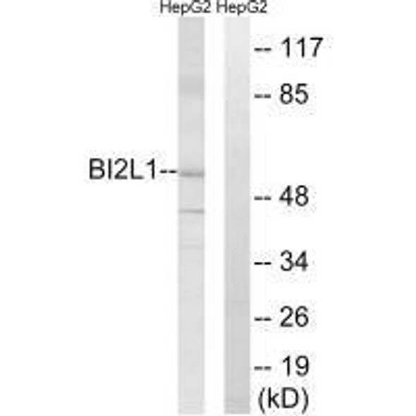 BAIAP2L1 Antibody (PACO22208)