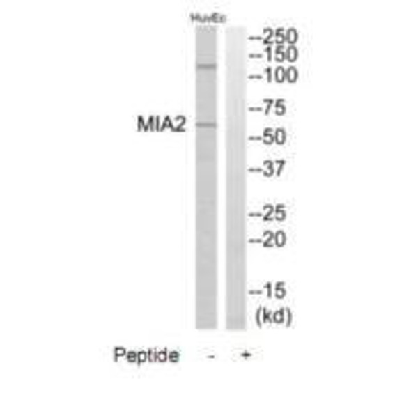 MIA2 Antibody (PACO22407)