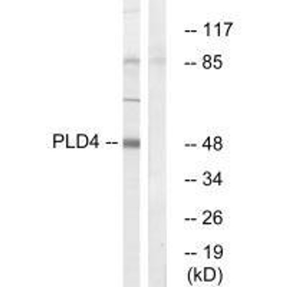PLD4 Antibody (PACO22503)