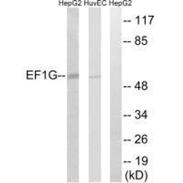 EEF1G Antibody (PACO22605)