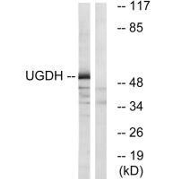 UGDH Antibody (PACO22681)