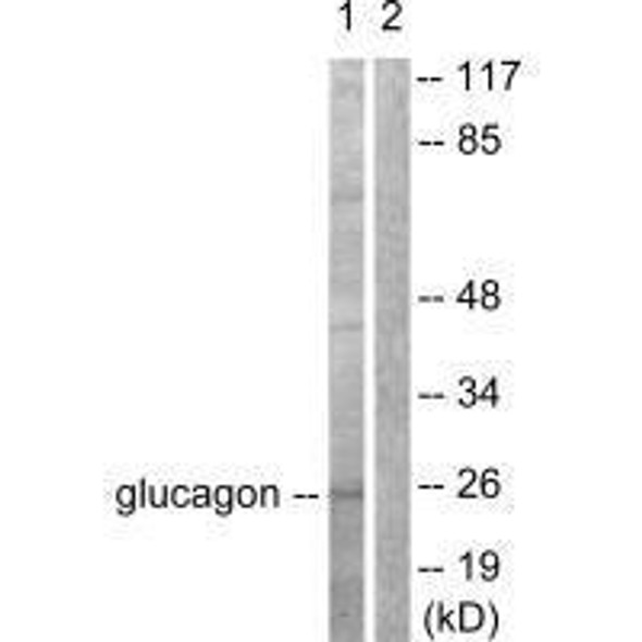 GCG Antibody (PACO23108)