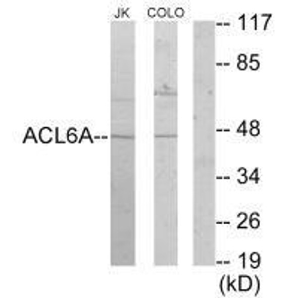 ACTL6A Antibody (PACO23186)