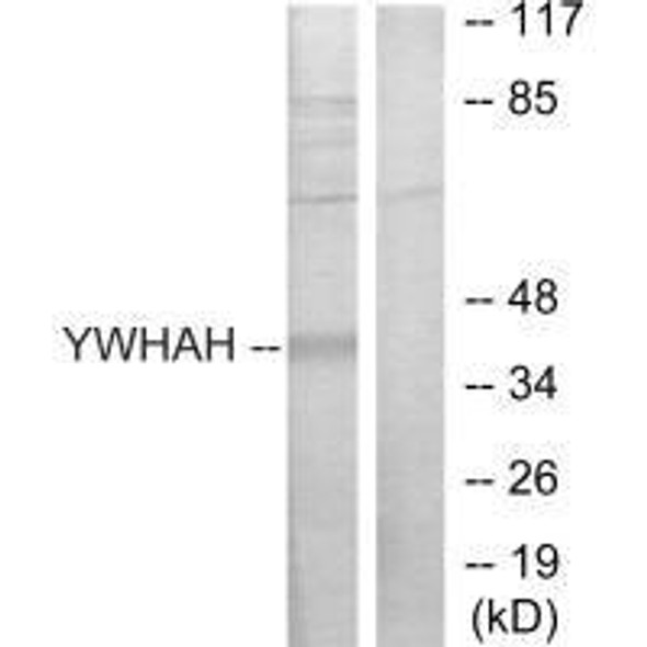 YWHAH Antibody (PACO23302)