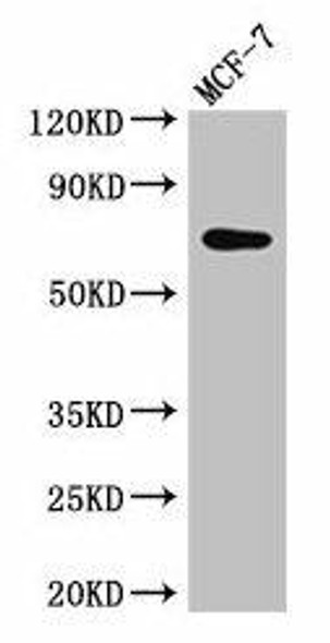 KARS Antibody (PACO31868)