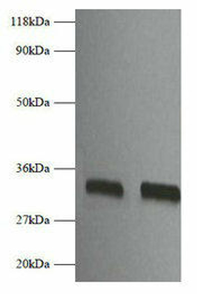 Fgf2 Antibody (PACO32136)