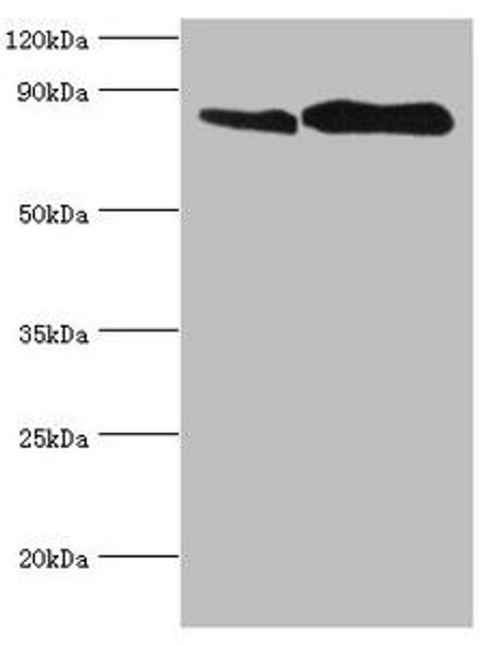 TFRC Antibody (PACO32352)