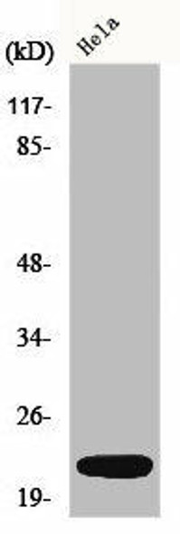 DNAL1 Antibody (PACO00729)