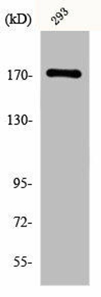 EGFR Antibody (PACO00742)