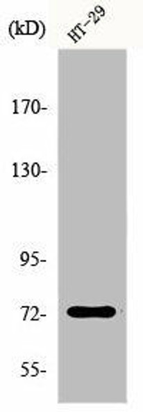 EOMES Antibody (PACO00762)