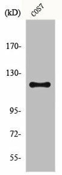 FUK Antibody (PACO00827)