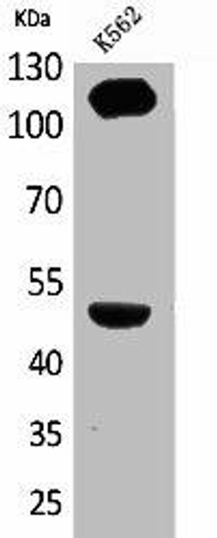 ITGA4 Antibody (PACO01955)