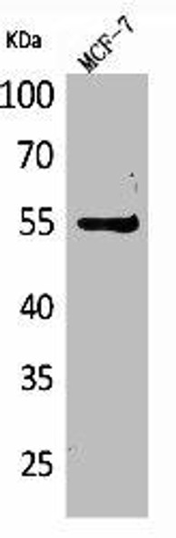 LILRA4 Antibody (PACO01963)