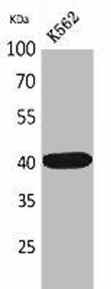 GJA5 Antibody (PACO02064)